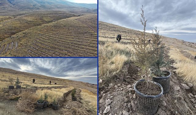Iğdır'da bol oksijen için ağaçlandırma hamlesi