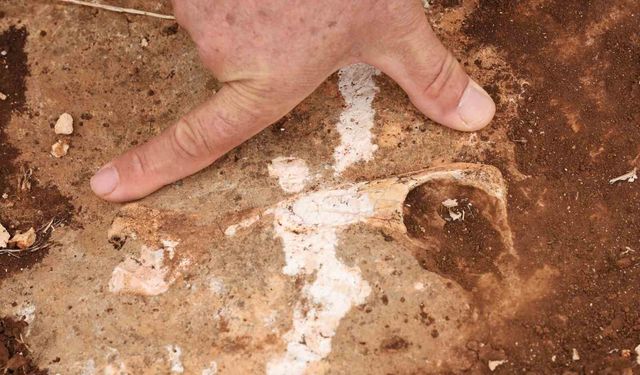 Diyarbakır'da yüz milyonlarca yıl önceye ait fosiller bulundu