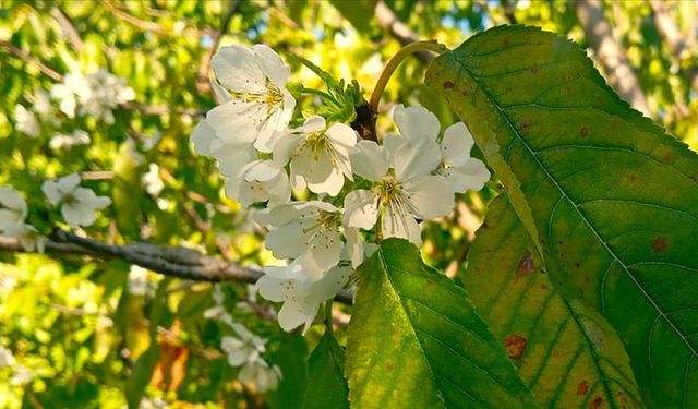Malatya’nın O İlçesinde Kaybolan Kiraz Ağacı!