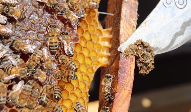 Çocuklarda propolis tüketiminin büyüme ve gelişime etkileri araştırıldı