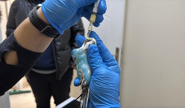 Kuşlara duyduğu sevgiyle 'kuş hekimi' oldu