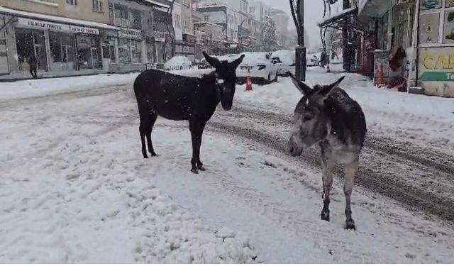 Kar altındaki eşekleri çiftliğine götürüp besledi