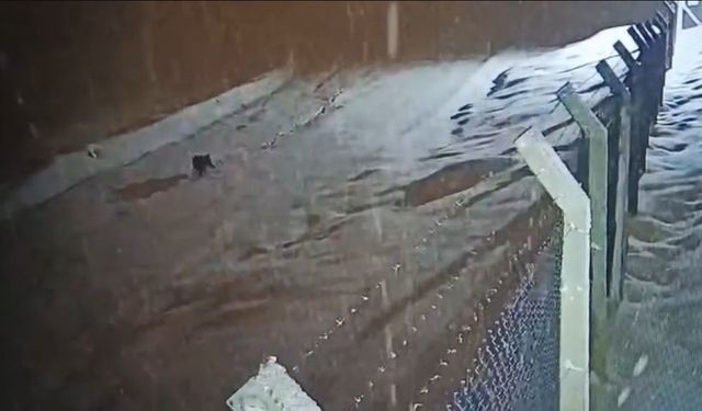 Kurtalan'da köye inen kurt güvenlik kamerasına yansıdı