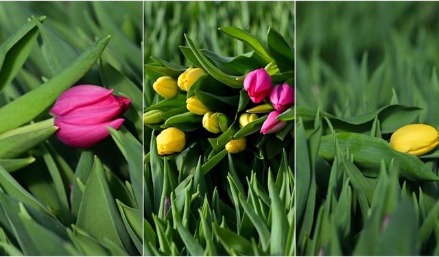 Antalya'da suda yetiştirilen laleler iç piyasada yoğun talep görüyor