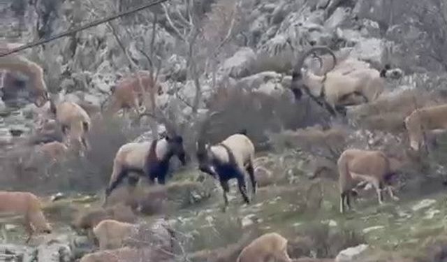 Adıyaman'da Sincik boğazına dağ keçileri indi