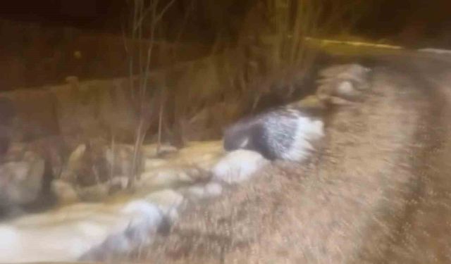 Afrika'nın tehlikeli kirpisi Sivas'ta görüntülendi