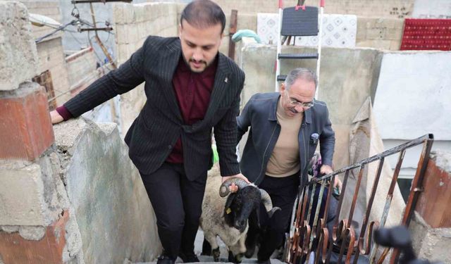 Belediyeden 400 aileye 'koç' sürprizi