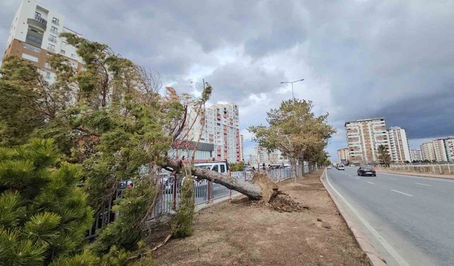 Kayseri'de şiddetli rüzgar ağacı kökünden söktü