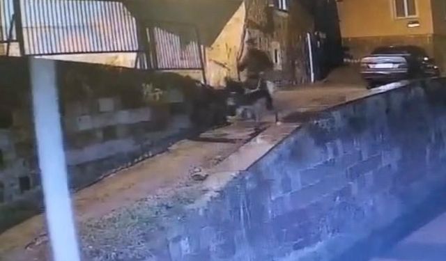 Kayseri'ye forklifle gelmiş, eşekle kaçmış