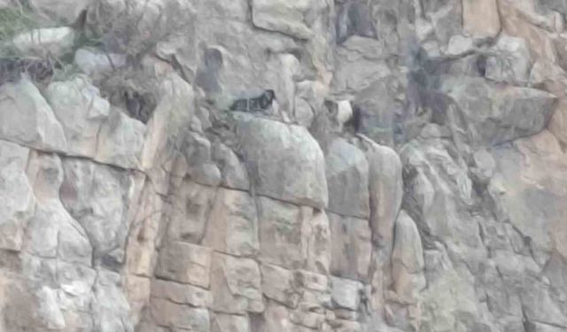 Mahsur Kalan Keçiler İçin 112 ve ERKUT Seferber Oldu