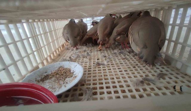 Şırnak'ta 40 adet kanatlı hayvan ele geçirildi