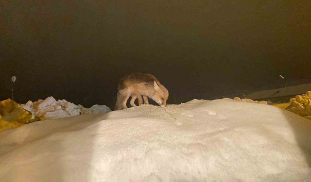 Tunceli'de aç kalan tilkiye şefkat eli