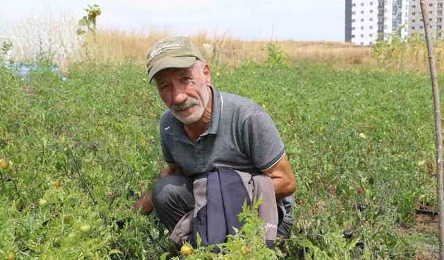 Yakalandığı hastalık, ata tohum mücadelesine engel olmadı
