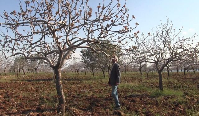 Yoğun kar yağışları çiftçinin yüzünü güldürdü