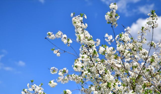 2026 Cemre Tarihleri: Baharın Müjdecisi Malatya’ya Ne Zaman Geliyor?