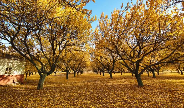 Malatya Kayısısında Telafisi Olmayan Sır Gibi Hata