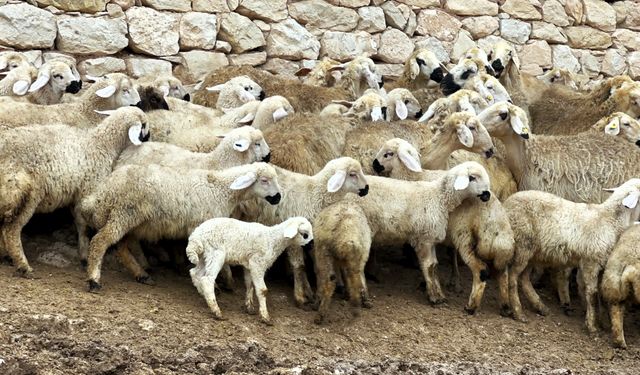 Malatya’da Kuzu Doğum Sezonu Başladı: Üreticiler Gece Gündüz Ağılda