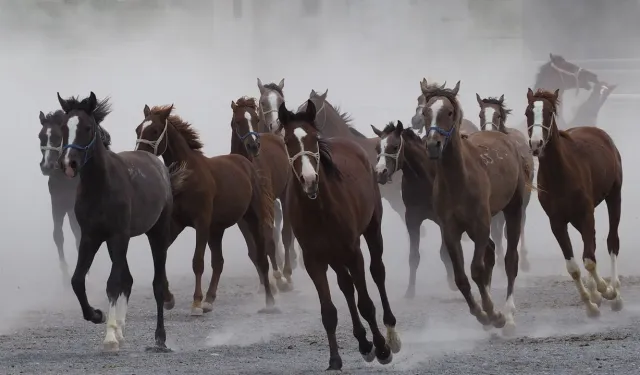 Malatya'da 100 Milyonluk Kaçak Tay İddiasında Gerçek 800 Bin Çıktı