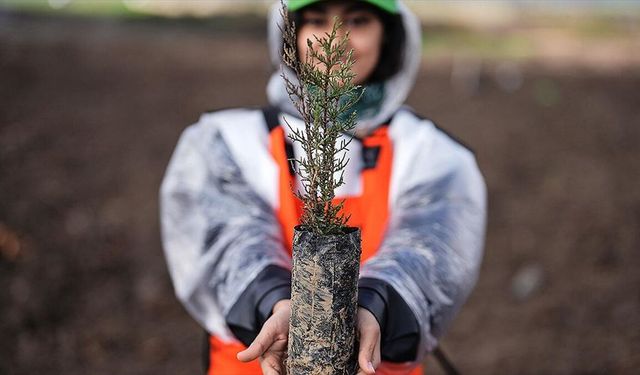 Bu Yıl Türkiye’de 600 Milyon Fidan Dikilecek
