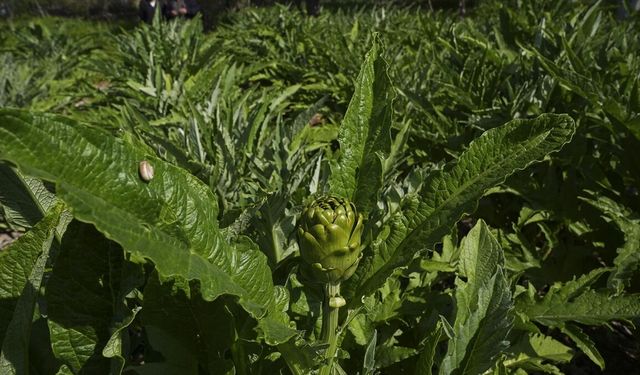 Enginar verimi ocak ve şubat yağışlarıyla arttı