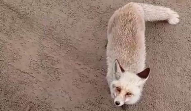 Aç Kalan Tilkiler Yerleşim Yerine İndi