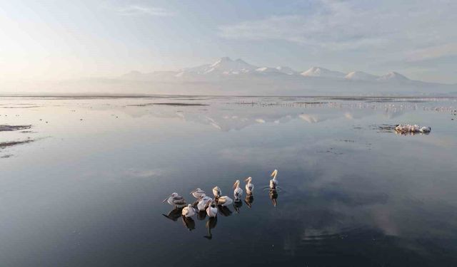 Baharın Gelmesiyle Kayseri'nin İlk Pelikanları Geldi