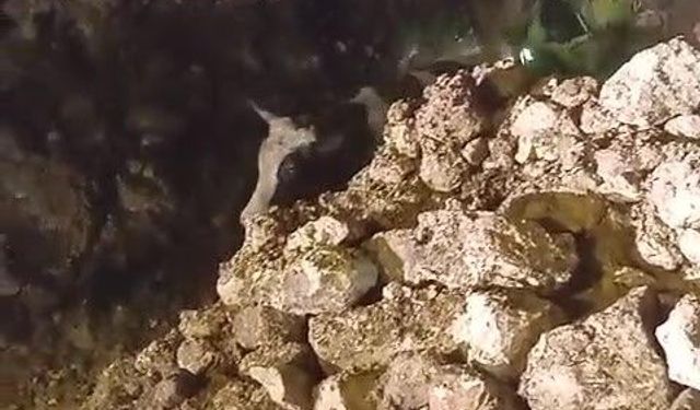 Batman'da Binanın Çökmesiyle Enkaz Altında Kalan 5 Büyükbaş Hayvan Kurtarıldı