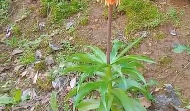 Bu Çiçeği Görürseniz Elinizi Bile Sürmeyin! Koparmanın Cezası Tam 577 Bin TL..