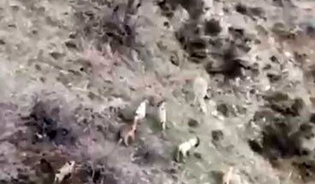 Çüngüş’te Doğa Şöleni: Dağ Keçileri Sürü Halinde Görüntülendi