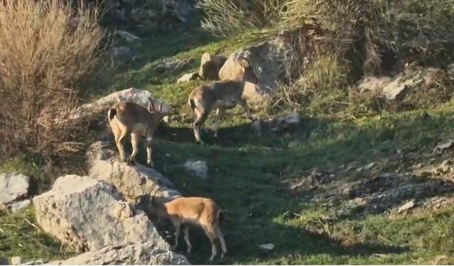 Diyarbakır’da Nesli Tükenme Tehlikesindeki Dağ Keçileri Görüntülendi