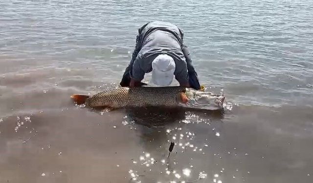 Elazığ’da 65 Kiloluk Dev Turna Balığı Yakalandı