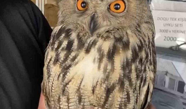 Elazığ'da yaralı halde bulunan puhu ekiplere teslim edildi