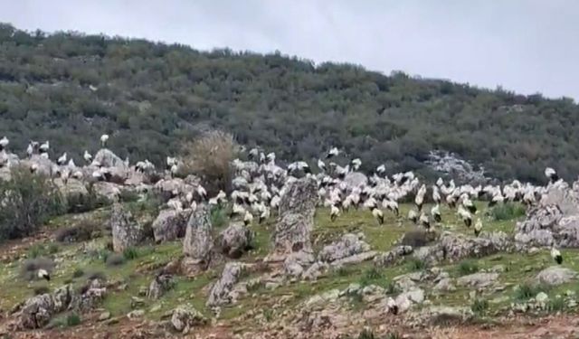 Göç Yolculuğundaki Leylekler Dikkat Çekti