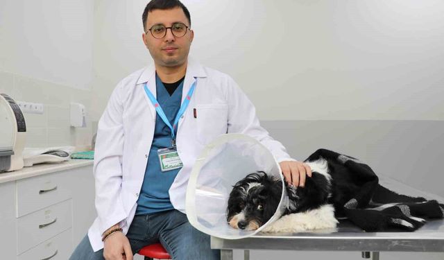 Görenler Şok Oldu: Köpeğin Karnından 140 Taş Çıktı