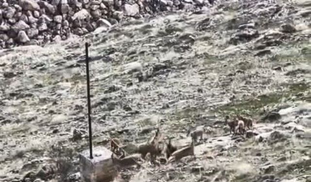 Keban Barajı’nda Sürü Halinde Dağ Keçileri Görüldü