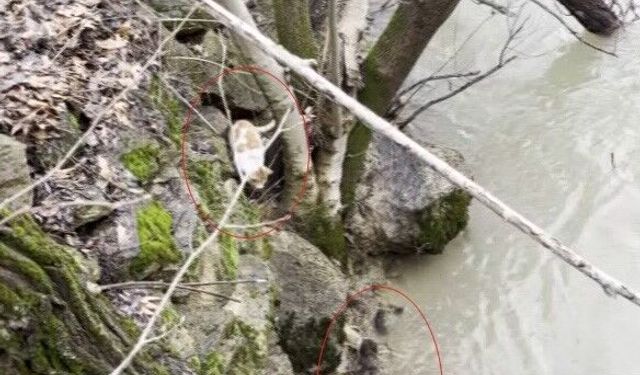 Kedi ile Su Samurunun Saklambaç Oyunu Görenlerin Yüzünü Gülümsetti