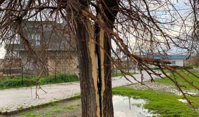 Mardin’de Yıldırım Dut Ağacını İkiye Böldü