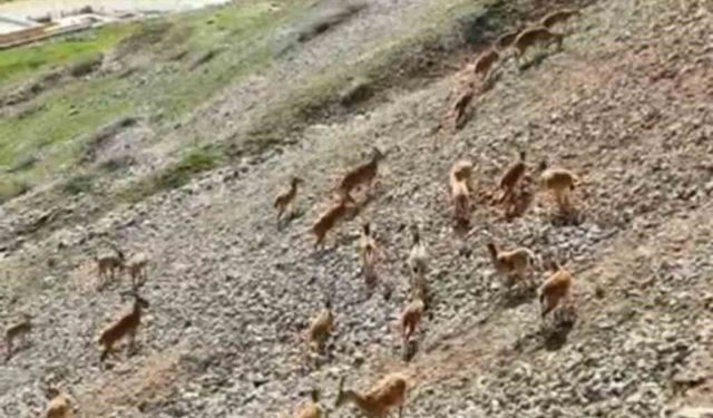 Palu Kalesi Eteklerinde Sürü Halinde Dağ Keçileri Görüntülendi