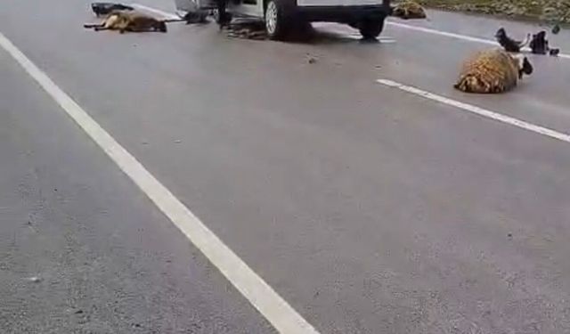 Şanlıurfa'da 10 Koyun Telef Oldu