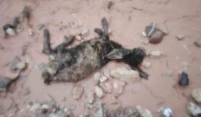 Şırnak'ta El Göçerleri Vurdu: Hayvanlar Telef Oldu, Çadırlar Sular Altında Kaldı