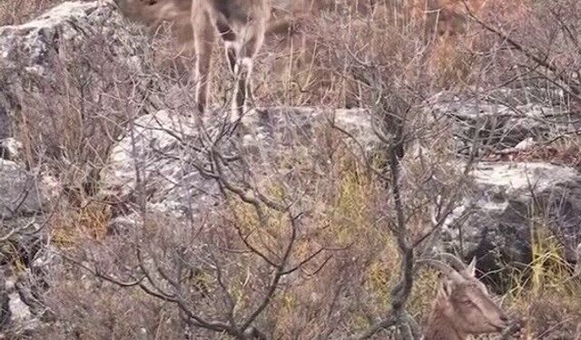 Sivas'taki Vahşi Yaşam İşte Böyle Görüntülendi