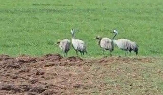 Tunceli’de Doğanın Simgesi Turnalar Görenleri Gülümsetti
