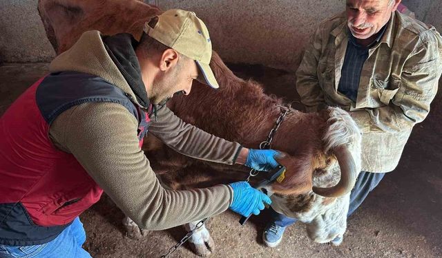 Tunceli'de şap aşılama kampanyası sürüyor
