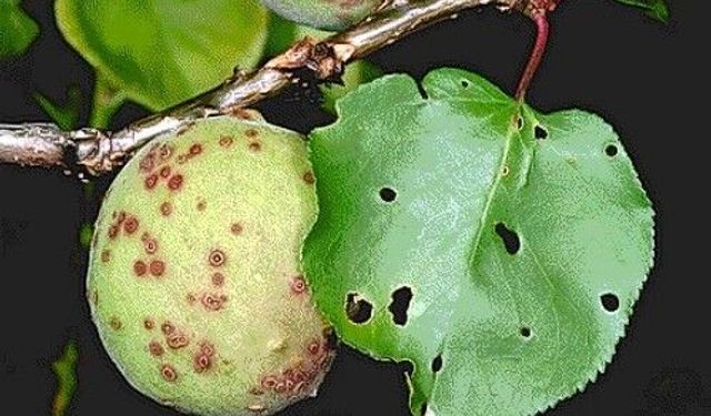 Kayısıda Çil Hastalığına Dikkat: Üreticilere Kritik Uyarı