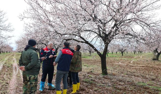 Çiftçinin Yüreği Ağzındaydı! Malatya'daki Dolu Yağışı Sonrası Kayısıda Son Durum Belli Oldu