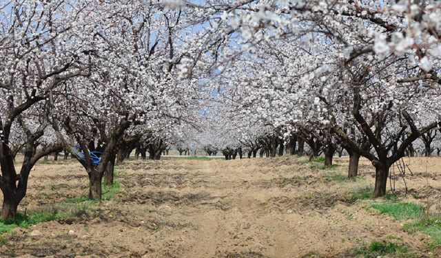Türkiye'nin Tarım Rekoru Malatya'nın "Sarı Altınından" Geldi: Tam Yüzde 594,9!