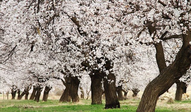 Malatya’da Verimi Artıracak O Gübre Artık Serbest! Belgesi Olan Kullanacak