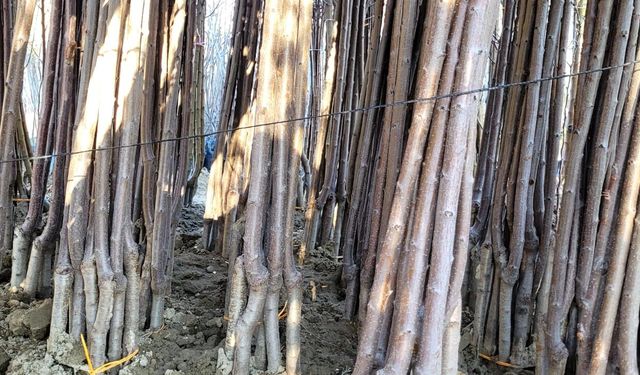 Malatya’nın Gözdesi Dalbastı Kirazı Fidanına Yoğun İlgi: Yok Satıyor