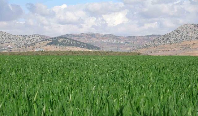 Araban Ovası’nda Yağış Bereketi: Buğdayda Rekolte 80 Bin Tonu Bulabilir