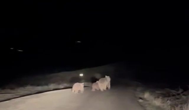 Sivas'ta kış uykusundan uyanan ayı ve yavruları yemek ararken görüntülendi